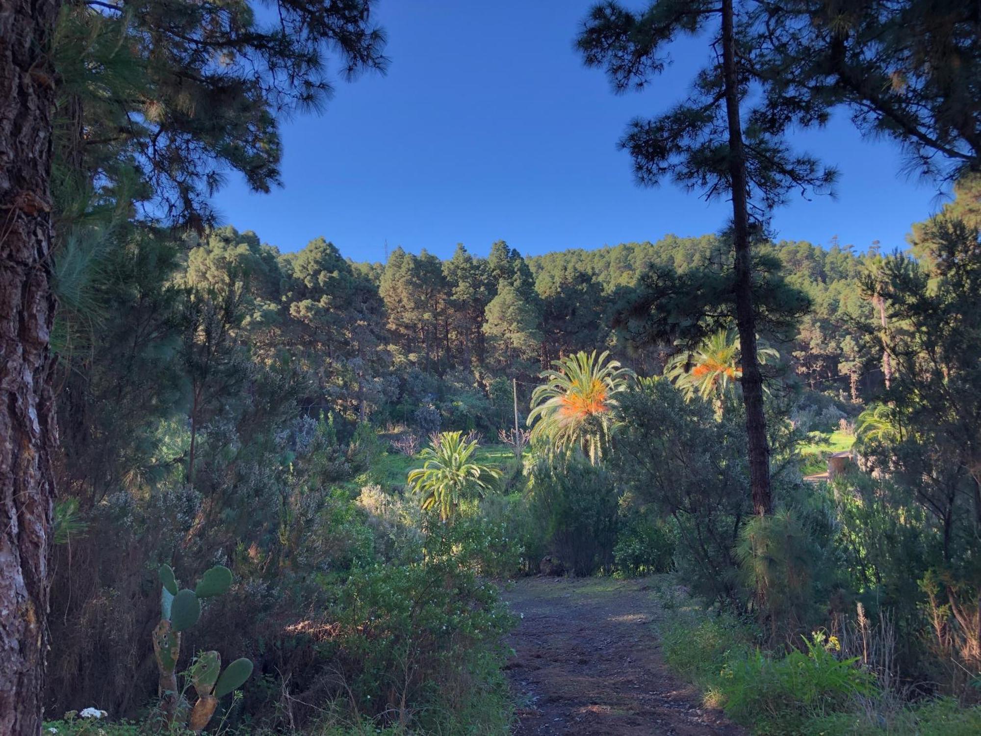 Monte Frio De Tenerife La Guancha Buitenkant foto